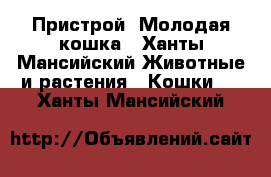 Пристрой! Молодая кошка - Ханты-Мансийский Животные и растения » Кошки   . Ханты-Мансийский